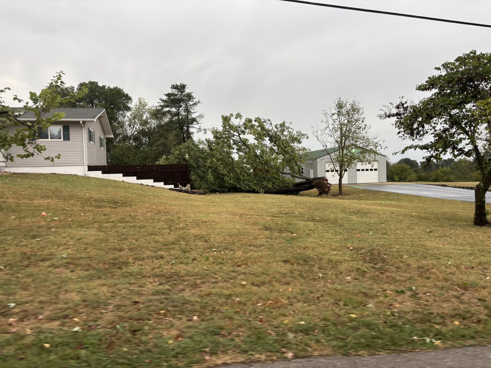 Tree uprooted on Blackberry Lane